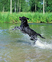 Black Labrador Retriever leaping up in water to retrieve object