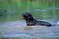 Black Labrador Retriever in water, waiting to retrieve object