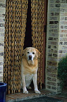 Yellow Labrador Retriever in doorway with bead curtain. Property released.