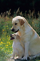 Yellow Labrador Retriever, female and puppy in garden