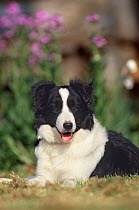 Domestic dog, Border Collie puppy in garden