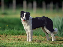 Domestic dog, Border Collie standing beside water