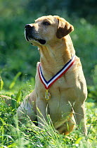 Yellow Labrador Retriever sitting with french medal round his neck