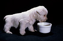 West Highland White Terrier / Westie, very young puppy at feeding bowl