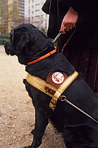 Black Labrador Retriever, guide dog for the blind / seeing-eye dog, with pictogram on harness, France