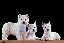 West Highland White Terriers / Westies, dog and puppies, studio portrait