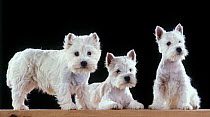 West Highland White Terrier / Westie, adult dog and two puppies