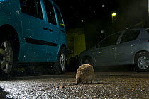Hedgehog (Erinaceus europaeus) walking between parked cars at night. Taken using infra red beam. Switzerland.