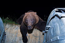 Brown bear (Ursus arctos) climbing over wall to reach rubbish bins. Brasov, Romania.