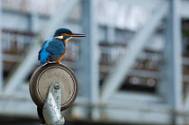 Kingfisher (Alcedo atthis) perching on the wheel of a shopping trolley in the heart of a city.