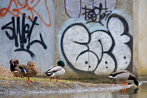 Mallard duck (Anas platyrhynchos) in an urban setting with graffiti in background