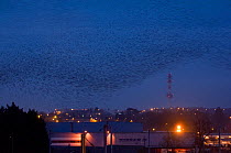 Starlings (Sturnus vulgaris) flying in to roost in city, France.