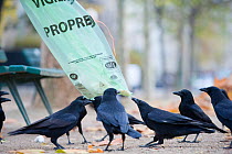 Carrion crow (Corvus corone) tearing at rubbish bag in urban park, Paris, France
