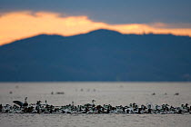 Raft of Common Eider (Somateria mollissima) waiting for tide to come in. Flatanger, Norway, November.
