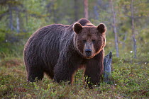 European Brown Bear (Ursus arctos) in woodland habitat. Suomassalmi, Finland, July.