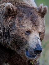 Portrait of old male European Brown Bear (Ursos arctos). Suomassalmi, Finland, June.