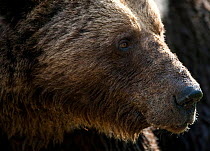 Close up of old male European Brown Bear (Ursos arctos). Suomassalmi, Finland, June.