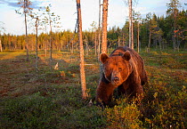 European Brown Bear (Ursos arctos) in forest habitat. Suomassalmi, Finland, July.