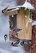 Coal Tits (Periparus ater) on feeder in winter. Glenfeshie, Scotland, February.
