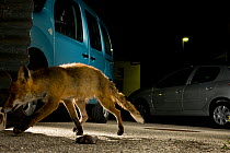 Fox (Vulpes vulpes) caught by infra red beam at night,  Switzerland