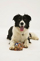Border Collie lying with its rag toy.