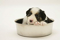 Border Collie puppy sitting in a food bowl.