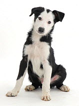 White-faced black-and-white Border Collie puppy.