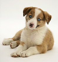 Blue-eyed sable merle Border Collie puppy.