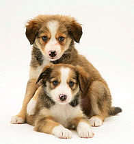 Two Sable Border Collie puppies.