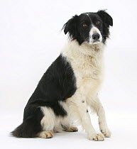 Black-and-white Border Collie with a lame paw.