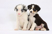 RF- Two Border Collie puppies sitting. (This image may be licensed either as rights managed or royalty free.)