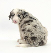 Merle Border Collie puppy, 6 weeks, looking over his shoulder.