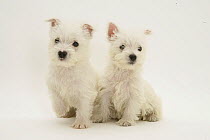 Two West Highland White Terriers sitting.