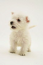 West Highland White Terrier standing.
