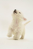 West Highland White Terrier looking upwards.