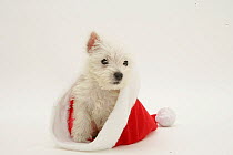 West Highland White Terrier sitting in a Christmas hat.