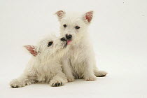 Two West Highland White Terriers.