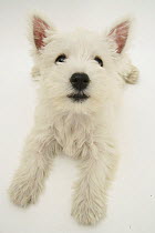 West Highland White Terrier lying looking up into camera.