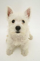 West Highland White Terrier sitting looking up into camera. Not available for ringtone/wallpaper use.