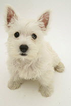 West Highland White Terrier sitting looking up into camera.