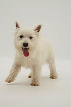 West highland White Terrier standing with his tongue lolling out.