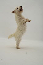 West highland White Terrier standing on hind legs.