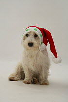 West Highland White Terrier sitting wearing a Christmas hat.