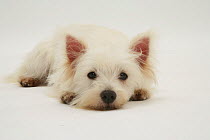 West Highland White Terrier lying down, chin on floor.
