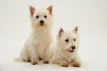 Two West highland White Terriers sitting and lying.