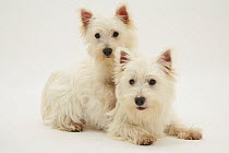 Two West Highland White Terriers lying.