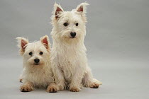 Two West Highland White Terriers sitting and lying.
