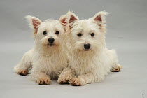 Two West Highland White Terriers lying.