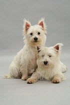 Two West Highland White Terriers sitting and lying.