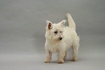 A West Highland White Terrier standing.